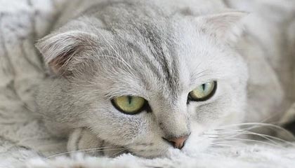 安吉最新的高价医保个人账户余额微信查询方法分享(安吉医保查询个人账户明细怎么查微信教程)